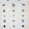 Helix ramoni; Helix pyramidaloides; Helix givus; Helix lavaleeana; Helix mauriniana.