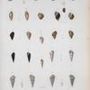 Helix pisanoides; Paludina bermondiana; Paludestrina auberiana; Paludestrina affinis; Helix nitensoides; Paludestrina candeana; Melania brevis; Melania cubaniana Achatina cubaniana; Melania conic; Turritella cariboea Scalaria hostessieriana; Scalaria abbida; Scalaria faliaceicosta.
