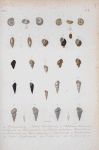 Helix pisanoides; Paludina bermondiana; Paludestrina auberiana; Paludestrina affinis; Helix nitensoides; Paludestrina candeana; Melania brevis; Melania cubaniana Achatina cubaniana; Melania conic; Turritella cariboea Scalaria hostessieriana; Scalaria abbida; Scalaria faliaceicosta.