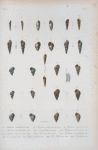 Achatina subulatoides; Scalaria echinaticosta; Achatina consorbrina; Achatina michaudiana; Achatina paludinoides; Bulimus acuticostatus; Bulimus striaticostatus; Bulimus octonoides; Scalaria uncinaticost; Scalaria candean; Rissoa cariboena; Rissoa auberiana; Rissoa gradata