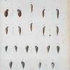 Rissoina catesbyana; Rissoina sagra; Pupa petitiana; Pupa parraiana; Pupa brevis; Pupa Oviedo; Pupa lavalleana; Pupa auberiana; Pupa Pocana; Rissoina elegantissima; Rissoina straticostata; Rissoina Browniana