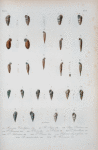Rissoina catesbyana; Rissoina sagra; Pupa petitiana; Pupa parraiana; Pupa brevis; Pupa Oviedo; Pupa lavalleana; Pupa auberiana; Pupa Pocana; Rissoina elegantissima; Rissoina straticostata; Rissoina Browniana