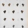 Planorbis lanierianus; Planorbis cultratus; Littoriana muticata; Littoriana nodulosa; Luttorina tuberculata; Luttorina dilatata; Luttorina lineata.