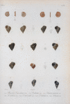 Planorbis lanierianus; Planorbis cultratus; Littoriana muticata; Littoriana nodulosa; Luttorina tuberculata; Luttorina dilatata; Luttorina lineata.
