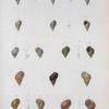 Littorina carinata; Littorina zigzag; Littorina tigrina; Littorina undulata; Littorina scabra;  Littorina columellaris; Littorina naticoides.