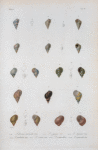 Littorina carinata; Littorina zigzag; Littorina tigrina; Littorina undulata; Littorina scabra;  Littorina columellaris; Littorina naticoides.
