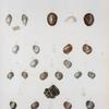 Chemnitzia cancellata; Chemnitzia dubia; Chemnitzia lavigata; Tornatella punctata; Siphonaria lincolata; Vermetus irregularis; Natica uberina; Natica Sagraiana; Natica lacernula; Narica sulccata; Narica lamellosa; Neritina tristis; Neritina microstoma