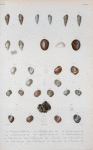 Chemnitzia cancellata; Chemnitzia dubia; Chemnitzia lavigata; Tornatella punctata; Siphonaria lincolata; Vermetus irregularis; Natica uberina; Natica Sagraiana; Natica lacernula; Narica sulccata; Narica lamellosa; Neritina tristis; Neritina microstoma