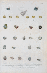 Vermetus corrodesn; Odontostoma depressa; Odontostomaglobulosa; Hlicina sagraiana; Trochus Hotessierrianus; Trochus canalicatatus; Rotella semistriata; Rotella diaphana; Rotella carinata; Rotella striata; Rotella anomala