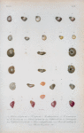 Helicina veriegata; Helicina crassa; Helicina submarginata; Helicina marmorata; Helicina lanieriana; Solarium bisulcatum; Solarium delphinulides; Solarium inornatum; Delphinula tuberculata; Phorus conchyliophorus; Phasianella umbilicata; Phasianella zebrina.