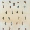 Helicina rotunda; Helicina dentigera; Helicina minima; Helicina gloulosa; Cyclostoma latilabris; Cyclostoma ventricosa; Marginella sulcata; Ringicula semistriata; Olivina miliola; Cancellaria candeana; Columbella fusiformis; Colombella sagra; Columbella duclosiana; Colombella ocellata; Colombella hotessieriana; Nassa hotessieriana.