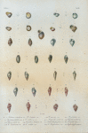 Helicina rotunda; Helicina dentigera; Helicina minima; Helicina gloulosa; Cyclostoma latilabris; Cyclostoma ventricosa; Marginella sulcata; Ringicula semistriata; Olivina miliola; Cancellaria candeana; Columbella fusiformis; Colombella sagra; Columbella duclosiana; Colombella ocellata; Colombella hotessieriana; Nassa hotessieriana.