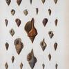 Nassa antillarum; Nassa candei; Sinusigera cancellata; Cerithium turris-thomoe; Cerithium columellare; Cerithium lavalleanum; Cerithium Sagroe; Triton Antillarum; Triton Cariboeum; Triton Americanum; Ranella thomoe; Ranella Cubaniana; Fasciolaria gigantea; Pleurotoma ornata; Pleurotoma luctuosa; Pleurotoma cariboea; Pleurotoma elaitor.