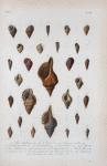 Nassa antillarum; Nassa candei; Sinusigera cancellata; Cerithium turris-thomoe; Cerithium columellare; Cerithium lavalleanum; Cerithium Sagroe; Triton Antillarum; Triton Cariboeum; Triton Americanum; Ranella thomoe; Ranella Cubaniana; Fasciolaria gigantea; Pleurotoma ornata; Pleurotoma luctuosa; Pleurotoma cariboea; Pleurotoma elaitor.
