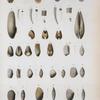 Patella candeana; Patella cubaniana; Dentalium dominguense; Dentalium antillarum; Dentalium disparile; Pholas candeana; Gastrochoena chemniziana; Lavingnon petitiana; Lavingnon antillarum; Amphidesma cancellata; Celliina antillarum; Cellina Cariboea; Cellina candeana.