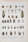 Patella candeana; Patella cubaniana; Dentalium dominguense; Dentalium antillarum; Dentalium disparile; Pholas candeana; Gastrochoena chemniziana; Lavingnon petitiana; Lavingnon antillarum; Amphidesma cancellata; Celliina antillarum; Cellina Cariboea; Cellina candeana.