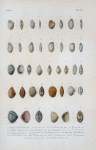 Cellina guadaloupensis; Cellinavitrea; Cellina marinicensis; Cellina consorbrina; Cellina vespusiana; Cellina simplex; Cellinapauperata; Cellina cuneata; Arcopagia bimaculata; Leda vitrea; Leda jamaicensis; Cypricardia hornbeckiana; Venus auberiana; Venus inoequivalvis; Venus antillarum; Venus Cubaniana; Cyclas maritima; Corbula cubaniana.