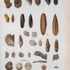 Arca americana; Mytilis Lavelleanus; Mytilus exustus; Mytilus dominguensis; Lithodomus niger; Lithodomus antillarum; Lithodomus bisulcatus; Lima cariboea; Lima cubaniana; Ostrea spreta; Anomya simplex; Orbicula antillarum.