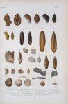 Arca americana; Mytilis Lavelleanus; Mytilus exustus; Mytilus dominguensis; Lithodomus niger; Lithodomus antillarum; Lithodomus bisulcatus; Lima cariboea; Lima cubaniana; Ostrea spreta; Anomya simplex; Orbicula antillarum.