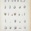 Guttulina vitrea; G. pulchella; G. cariboea; Polymorphina rochefortiana; P. irregularis; P. rugosa; Clavulina tricarinata; C. nodosaria; Valvulina oviedoana; Uvigernina aubeirana Bulimina affinis Candeina nitida; Rotalina dubia