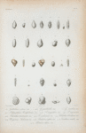 Guttulina vitrea; G. pulchella; G. cariboea; Polymorphina rochefortiana; P. irregularis; P. rugosa; Clavulina tricarinata; C. nodosaria; Valvulina oviedoana; Uvigernina aubeirana Bulimina affinis Candeina nitida; Rotalina dubia