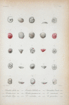 Rotalina dubia; Rosalina bulloides; Truncatulina Candei; Rotalina rosea; Rosalina squammosa; R. semistriata; R. poeyi R. valvulata; R. opercularis.