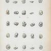 Rosalina opercularis; R. candiana; R.  auberii; Rotalina deformis; Globigerina rubra; G. siphonifera; G. dutertrei; Rosalina calesbyana; R. parkinsoniana.