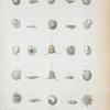 Rotalina cariboea; R. antillarum; R. cultrata; Rosalina linnei; Rotalina sagra; Calcarina pulchella; Asterigerina lobata; Calearina calcar; Asterigerina carinata.