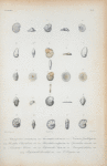 Asterigerina carinata; Truncatulina advena; Nonionina Gradeloupi; Rosalina edwardsiana; Planorbulina vulgaris; Operculina incerta; Nonionina Sloanii; Polystomella sagra; Peneroplis dubius; Polystomella discoidalis; P. poeyana.