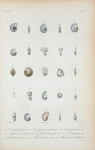 Peneroplis elegans; Dendritina antillarum; Peneroplis proteus; Olystromella lanieri; Vertebralina cassis; V. mucronata; Cristellaria gibba; Nonionina brownii; Heterostegina antillarum.
