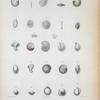 Amphistegina gibbosa; Orbiculina compressa; O. adunca; Cristellaria crepidula; Alveolina pulchra; Biloculina carinata; B. subspherica