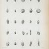 Biloculina carinata; Sprioloculina antillarum Triloculina gualtieriana; Triloculina fischtelliana; T. linneiana; T. quadrilatera; T. planciana; T. Schrebeiriana; Articulina sagra.