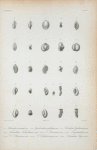 Biloculina carinata; Sprioloculina antillarum Triloculina gualtieriana; Triloculina fischtelliana; T. linneiana; T. quadrilatera; T. planciana; T. Schrebeiriana; Articulina sagra.