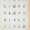 Spiroloculina poeyana; Triloculina oblonga; T. brongniartiana; T. suborbicularis; T. labiosa; T. carinata; T. bicarinata; T. eburnea; Quinqueloculina planciana.
