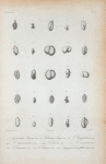 Spiroloculina poeyana; Triloculina oblonga; T. brongniartiana; T. suborbicularis; T. labiosa; T. carinata; T. bicarinata; T. eburnea; Quinqueloculina planciana.