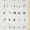 Quinqueloculina gualtieriana; Q. planciana; Q. tricarinata; Q. gracilis; Q. lamarckiana; Q. sagra; Q. Cuvieriana; Q. boscianan; Q. poeyiana; Q. dilatata.