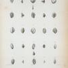 Quinqueloculina auberiana; Q. antillarum; Spiroloculina ornata; Quinqueloculina bicostata; Q. agglutinans; Q. enoplostoma; Q. bidentata; Q. Polygona; Q. candeiana.