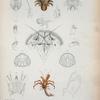 Hypoconcha sabulosa; Pagurus cinctipes