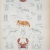 Porcellana egregia; P. Amoena; P. parrai; P. poeyi; P. sagrai; P. gundlachii; Atya poeyi; Alpheus saulcyi; A. candei; A. poeyi; A. Simus; Pontonia mexicana; Caridina americana; Gnathophyllum americanum; Gn. elegans; Hippolyte elongatus.