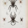 Mygale spinicrus; Filistata cuboecola; Sphasus poeyi; Drassus insularis; Salticus Sagroeus