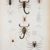 Lycosa insularis; Cosmetus quadrimaculatus; Phrynus plamatus; Thelyphonus antillianus; Scorpio hemprichii; Galeodes cuboe.