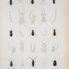 Cicindela torussa; Cic. viridicollis; Galeria erythrodera; Cymindis sulcicollis; Callieda rubricollis; Clivina limbipennis; C. bipustullata; Morio monilicornis; Oodes insularis; Bembidion apicale; Acilius circumcriptus; Belonuchus agilis; Philontus varians; Platysthetus exiguus; Lispinus striola; Piestus erythropus; Dicrepidius sagranianus.