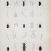 Gyrinus minutus; Dineutes longimanus; Hydrophilus intermedius; Tropisternus collaris; Buprestis lasnieri; Chrysobothris auronotata; Hypocoelus lasnieri; Drapetes cyanipennis; Chelonarium punctatum; Dicrepidius ramicornis; Monocrepidius lobatus; Phyrophorus havaniernsisi; Alaus patricius; Calopteron aulicum; Alecton discoidalis; Lobiopa decumana; Dermestes vulpinus Omalodes ruficlavis; Hister confinis.