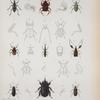 Ancylonycha confusa; Cyclocephala signata; Trox punctatus; Passalus interstitialis; Opartrinus anthracinus; Cryptorhynchus difficilis; Lachnopus sublineatus; Prepodes spectabilis; Macromerus clavipes; Belopherus militaris; Antrhibus fascicularis; Cyclocephala signata; Athyreus castaneus; Strategus Anachorea; Arrhenodes forcipitiggerus; Hypogena tricornis; Stnochia anythystina; Nemoghnatha cuboecola; Spermophagus simulator; Tropideres blateatus; Attelabus scutellatus; Macromerus clavipes; Perdinetus signatus; Prepodes pictus; P. elegans