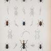 Enerthron taurulus; Trogonita transversicollis; Nematidium costipenne; Platypus subcostatus; Acalles apicalis; Adelina plana; Colobicus ragosulus; Spenophorus serideus; Rhina oblita; Ceracis castaeipennis; Exophthalmus sommeri; Platypus poeyi; Aulonium bidentutum; Lachnopus guerinii; Lachnopus argus; Otidocephalus poey; Baridius quadrimaculatus; Baridius azureus.
