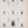 Solenoptera cinnamipennis; Solenopt. leneata; Callichroma columbina; Eriphus lanieri; Eriphus dimidiatipenne; Eburia consorbrina; Elaphidion irroratum; Poeciloderma lepturoides; Odontocera brachyptera; Probatius umbratius; Aminiscus dealbatus; Hemilophus venustus; Eurhuorus filum.