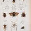 Forficula distincta; forficula affinis; Blatta collaris; Blatta fumigata; Blatta cicatricosa; Blatta Ghubergii; Blatta fissicollis; Gryllotalpa hexadactyla; Phalangopsis annulipes; Hymenotes sagrai; Hymenotes rhombea