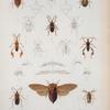 Pentatoma poeyis; Pentatoma gunglachii; Pentatoma punctulata; pentatoma; Pentatoma brevispina; Coreus gundlachii; Anisoscelis thoracicus; Petalotoma unicolor; Corcus andresii; Salda signoretii; Heterocoris dilatata; Pycnoderes quadrimaculata; Lelus clavatus; Palette du Corisa kollarii; Plette du Cirsa cuboe; cicada poeyi; Holotus thoracicus; Holotus obscurus; Hoplophora fairmairii; Cerosa uniformis.