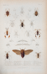 Pentatoma poeyis; Pentatoma gunglachii; Pentatoma punctulata; pentatoma; Pentatoma brevispina; Coreus gundlachii; Anisoscelis thoracicus; Petalotoma unicolor; Corcus andresii; Salda signoretii; Heterocoris dilatata; Pycnoderes quadrimaculata; Lelus clavatus; Palette du Corisa kollarii; Plette du Cirsa cuboe; cicada poeyi; Holotus thoracicus; Holotus obscurus; Hoplophora fairmairii; Cerosa uniformis.