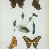 Papilio Pirithous (femelle), id. en dessous; Papilio Aristodemus (mâle), id en dessous; Chenille et chrysalides du papilio neodamas.